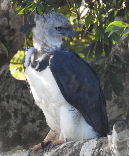 Harpy-Eagle in Brazil