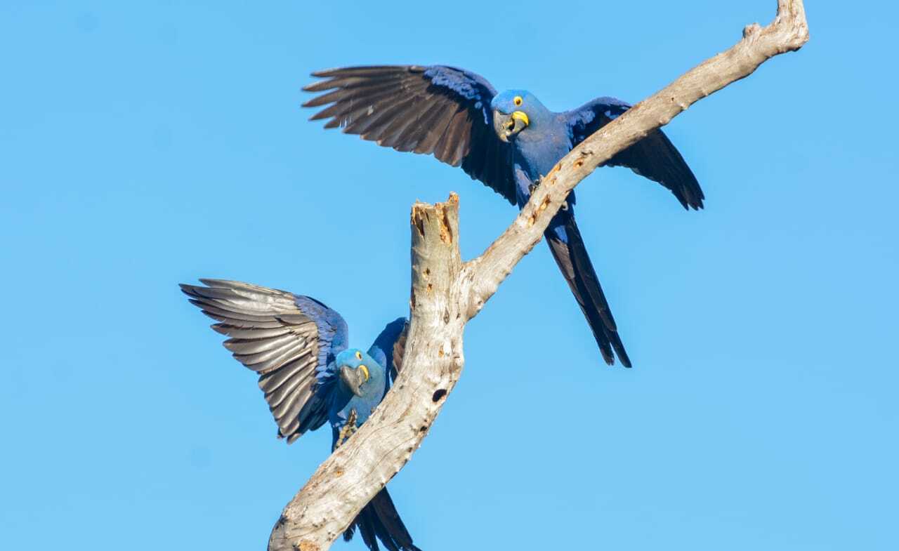 Hyacinth macaw Photography in Brazil