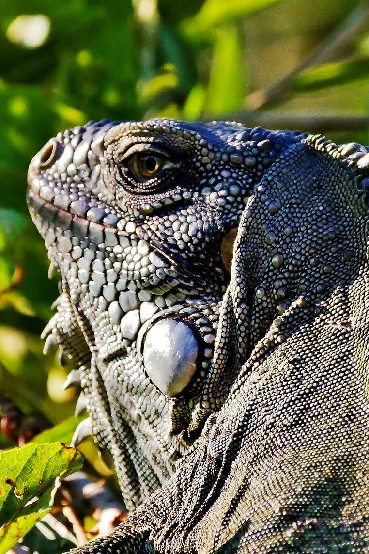 Iguana-Brazil-Wildlife-Tours
