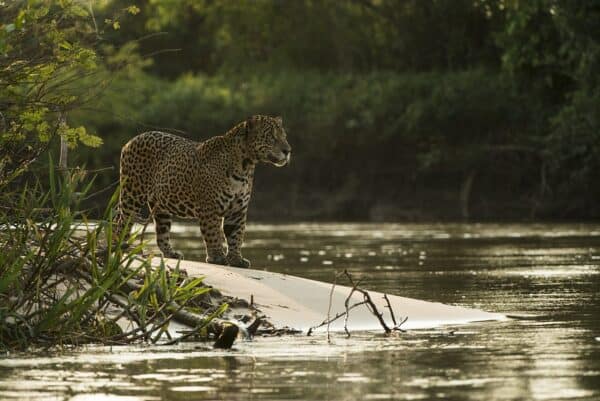 Jaguar pantanal