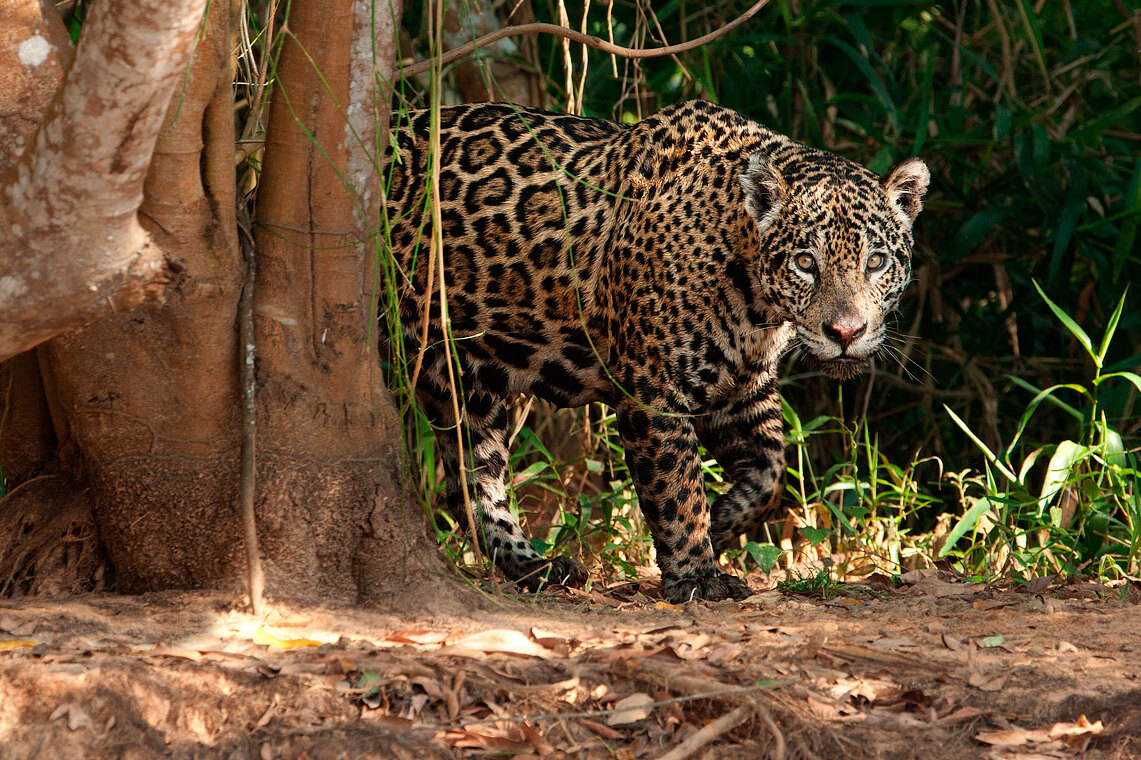 Jaguars tour in Brazil